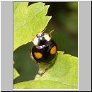 Harmonia axyridis - Asiatischer Marienkaefer 36.jpg